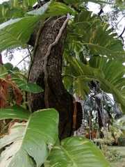 Epipremnum
