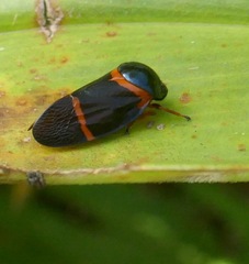 Cosmoscarta egens