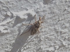 Coniocleonus excoriatus