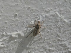 Coniocleonus excoriatus