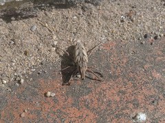 Coniocleonus excoriatus