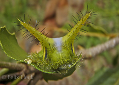 Anaxidia lozogramma