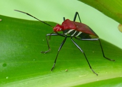Dindymus rubiginosus