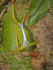 Anaxidia lozogramma