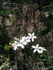 Philotheca verrucosa