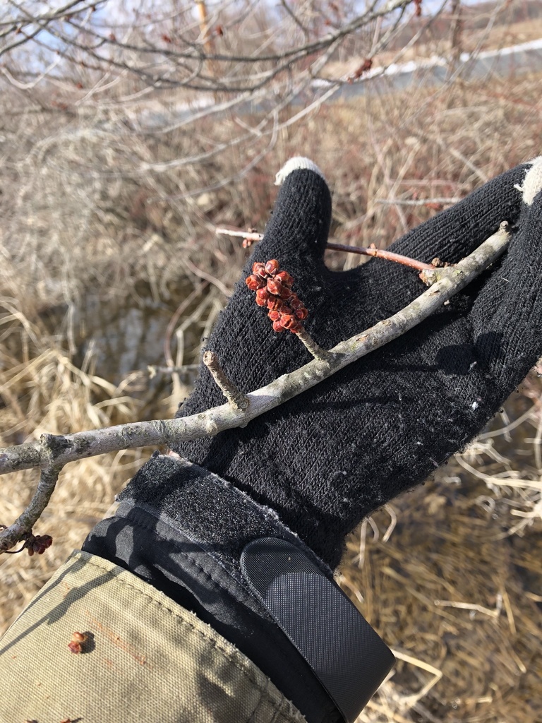 red maple from Oil City Rd, Pine Island, NY, US on March 04, 2021 at 02