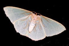 Chlorocoma melocrossa