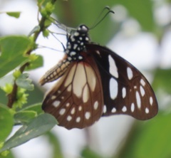 Graphium leonidas leonidas