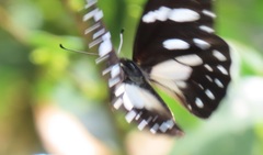 Graphium leonidas leonidas