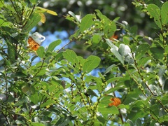 Bridelia cathartica cathartica