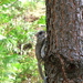 Humboldt's Flying Squirrel - Photo Pacific Southwest Region 5, no known copyright restrictions (public domain)