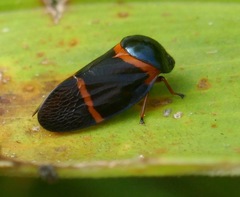 Cosmoscarta egens
