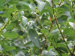 Bridelia cathartica cathartica