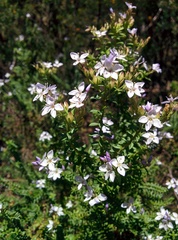 Veronica formosa