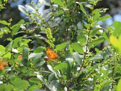 Bridelia cathartica cathartica