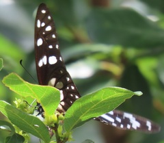 Graphium leonidas leonidas