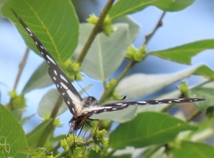 Graphium leonidas leonidas