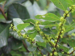 Bridelia cathartica cathartica
