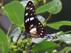 Graphium leonidas leonidas
