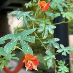 Tropaeolum smithii