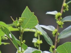 Bridelia cathartica cathartica