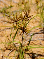 Cyperus bellus