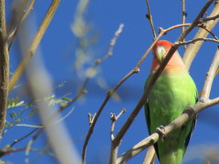 Agapornis roseicollis
