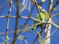 Agapornis roseicollis