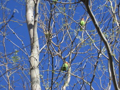 Agapornis roseicollis