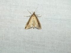 Donacaula mucronella