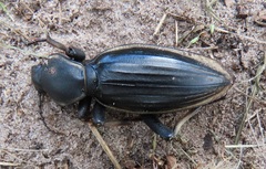 Chiliarchum bertolonii