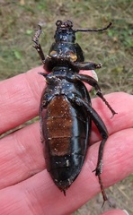 Chiliarchum bertolonii