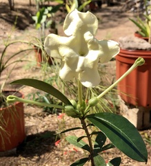 Brunfelsia americana