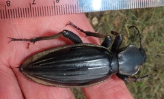 Chiliarchum bertolonii