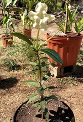 Brunfelsia americana