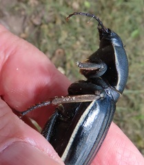 Chiliarchum bertolonii