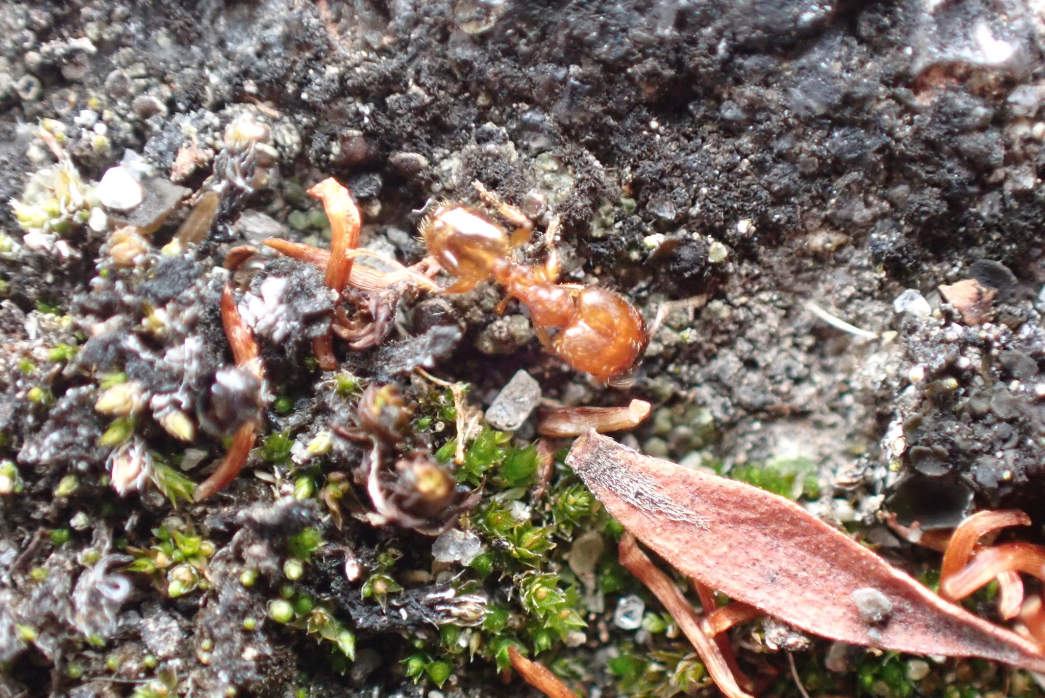 Pheidole vigilans