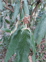 Viburnum rhytidophyllum