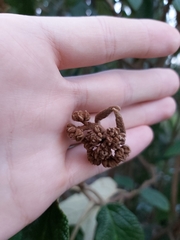 Viburnum rhytidophyllum