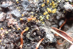 Pheidole vigilans