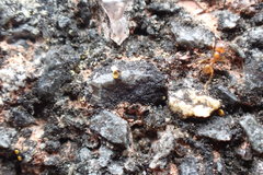 Pheidole vigilans