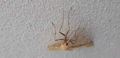 Aspitates ochrearia