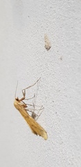 Aspitates ochrearia