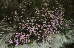 Senecio grandiflorus