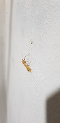 Aspitates ochrearia