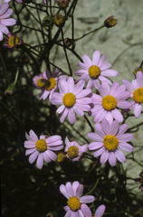 Senecio grandiflorus