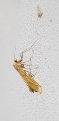 Aspitates ochrearia