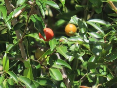 Salacia leptoclada