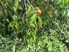 Salacia leptoclada