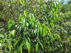 Salacia leptoclada